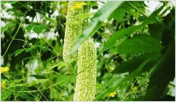 苦瓜苗尖黄怎么回事 | 种植资料
