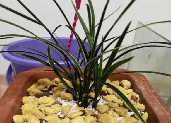 植物浇水|判断兰花是否该浇水的方法（干到什么程度就需要浇水）