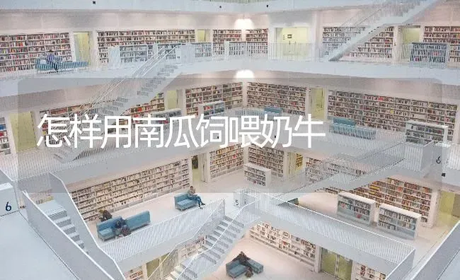 怎样用南瓜饲喂奶牛 | 蔬菜种植