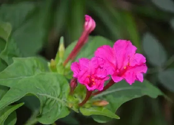 植物播种|紫茉莉什么时候播种