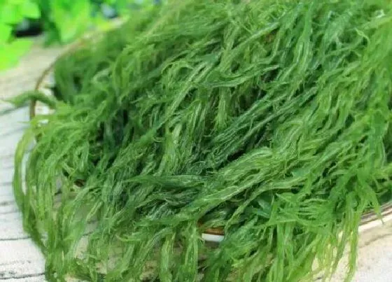 植物百科|海藻属于什么类植物