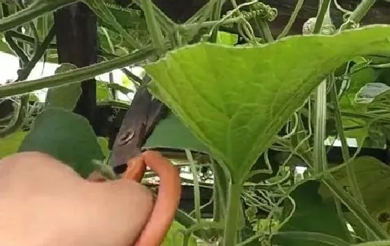 种植管理|葫芦打顶时间及方法步骤(图解)