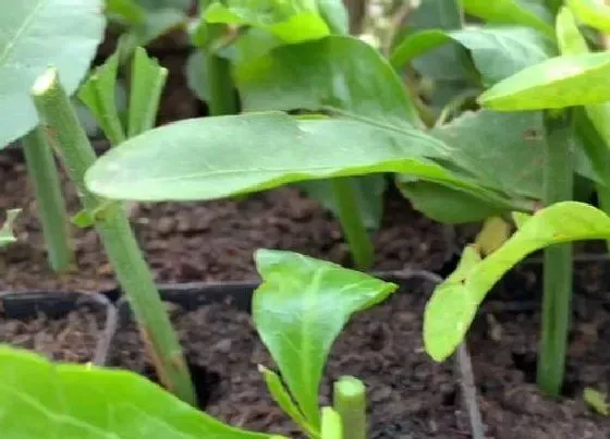 植物种类|蓝雪花是藤本还是灌木