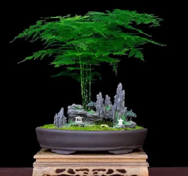 植物修剪|盆栽文竹怎么做造型好看图片，如何修剪文竹的造型）