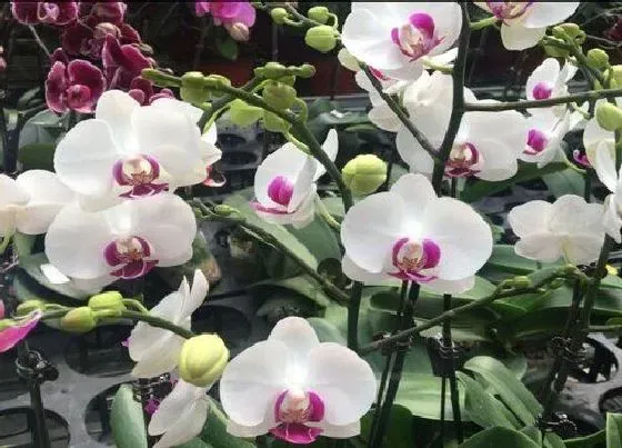 植物种类|最香的兰花品种