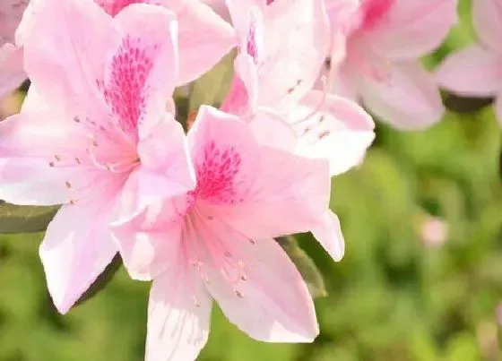 植物繁殖|杜鹃花怎么繁殖方法和注意事项