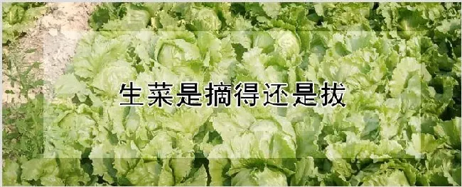 生菜是摘得还是拔 | 养殖技术