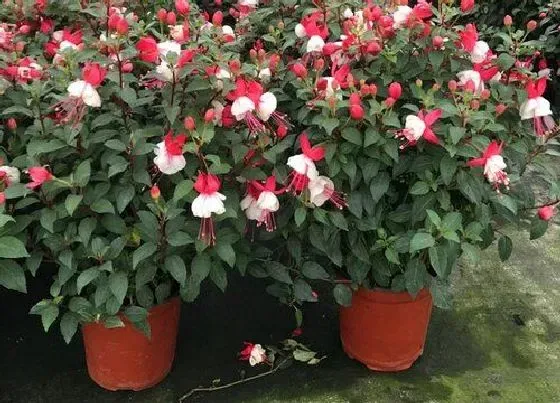 植物价格|倒挂金钟多少钱一盆