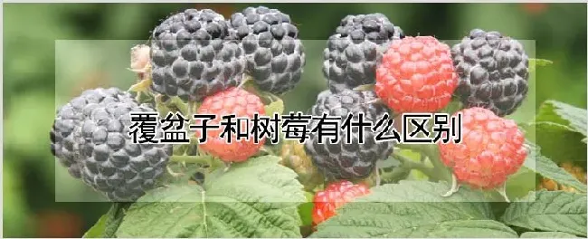 覆盆子和树莓有什么区别 | 耕种资料