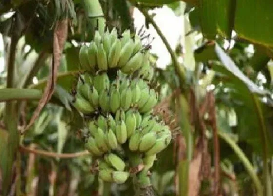 植物施肥|粉蕉用什么肥料最好