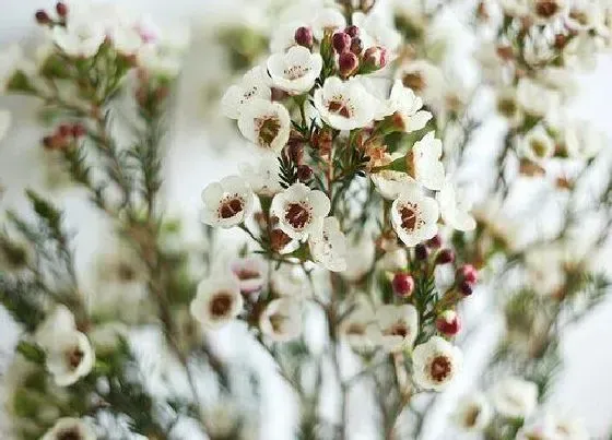 花朵诊疗|松红梅不开花怎么办