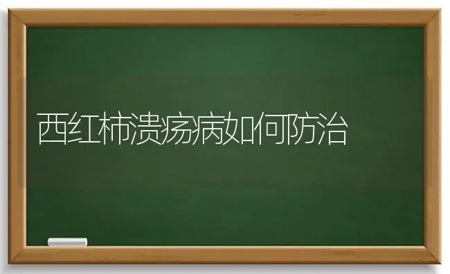 秋冬型中晚熟萝卜---德日二号 | 蔬菜种植