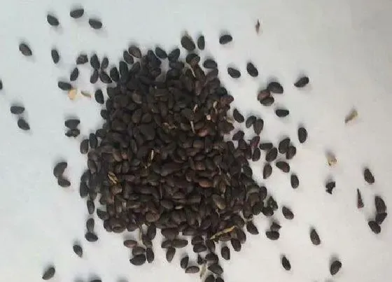 植物播种|菠萝种子怎么来的