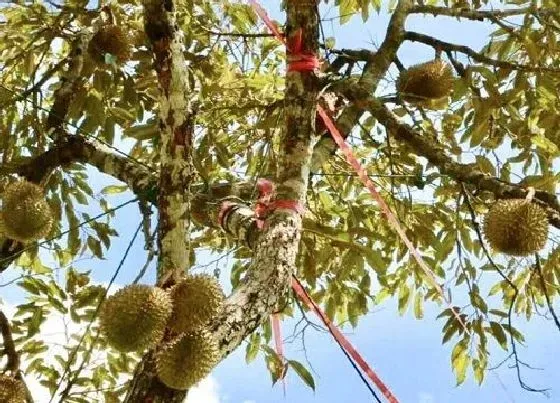 植物百科|榴莲长在树上还是地上 生长在哪里的（图片）