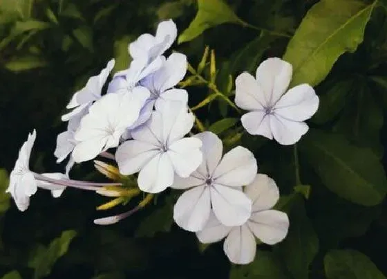 习性特点|蓝雪花的样子和特点描写