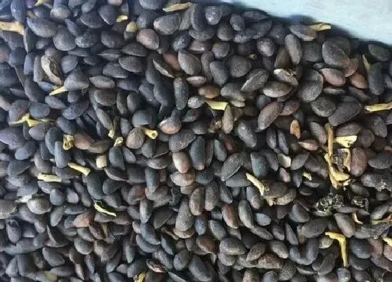 植物播种|菠萝种子怎么来的