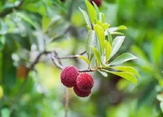 植物修剪|荔枝树怎么修剪方法