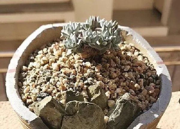 植物移栽|白菊多肉上盆时间与养护方法