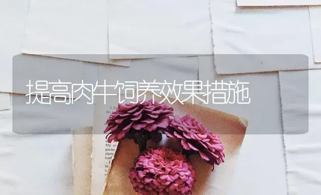 提高肉牛饲养效果措施 | 瓜果种植