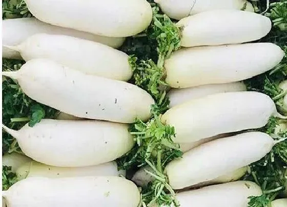 食用技巧|白萝卜怎么去苦味  白萝卜发苦怎么办