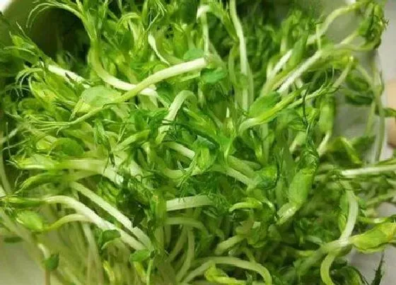 植物百科|金花菜是什么季节的菜