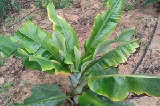 植物病害|香蕉病毒病症状与防治方法 用什么特效药好