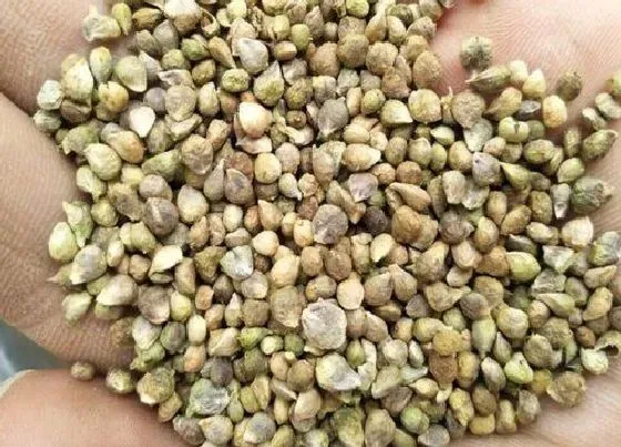 植物播种|菠菜种子怎么种植方法 播种时间与方法