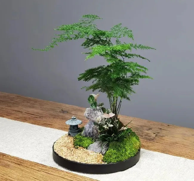 植物修剪|盆栽文竹怎么做造型好看图片，如何修剪文竹的造型）