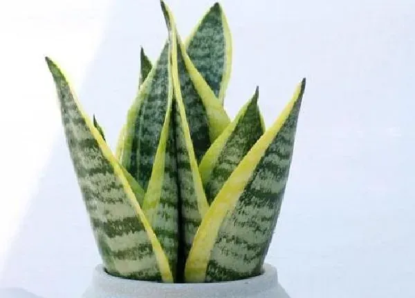 植物移栽|虎皮兰什么时候分株
