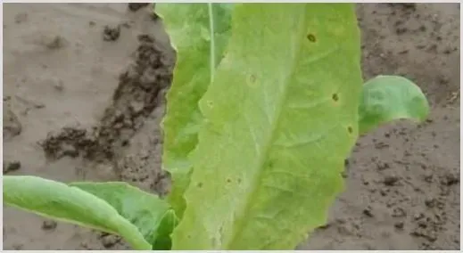 蔬菜细菌性病害的防治措施 | 植物病害