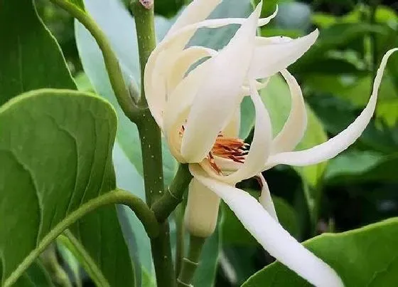 叶子发黄|白兰花叶子发黄怎么办