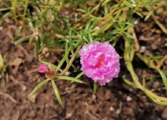 植物施肥|太阳花多久施一次肥 用什么肥料长得快