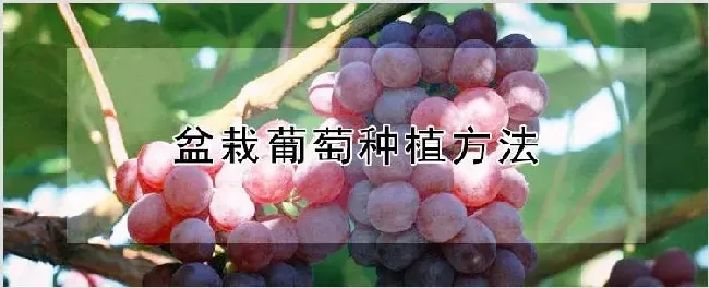 盆栽葡萄种植方法 | 种植资料