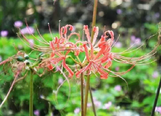 花语|代表爱情结束的花图片 什么花的花语是结束爱情