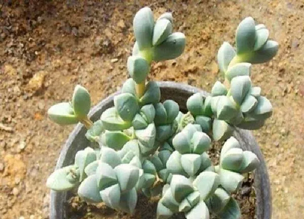 植物扦插|鹿角可以叶插吗