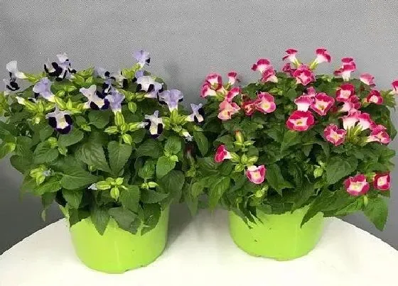 花语|什么花的花语是迷茫