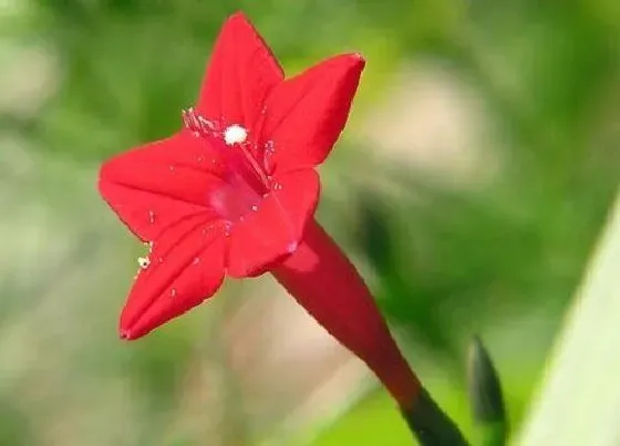 植物百科|五星花有种子吗 种子什么时候播种