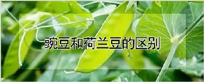 豌豆和荷兰豆的区别 | 农业技术