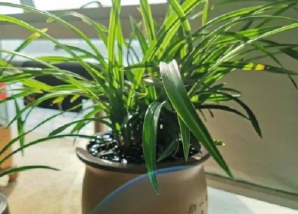 植物浇水|判断兰花是否该浇水的方法（干到什么程度就需要浇水）