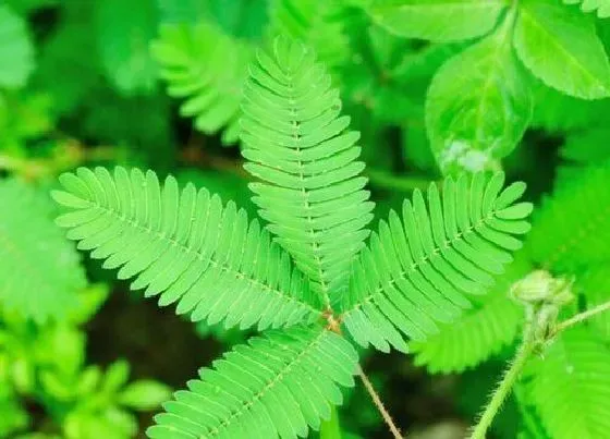 习性特点|含羞草长什么样子