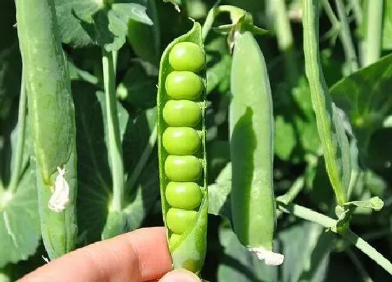 种植管理|荷兰豆几月份种合适