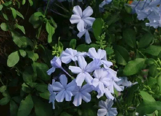 植物种类|蓝雪花是藤本还是灌木