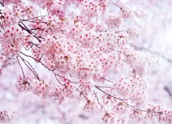 植物香味|樱花味道好闻吗