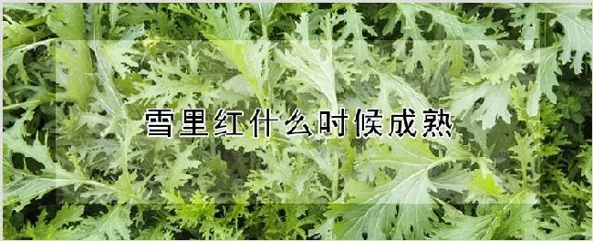 雪里红什么时候成熟 | 种植资料