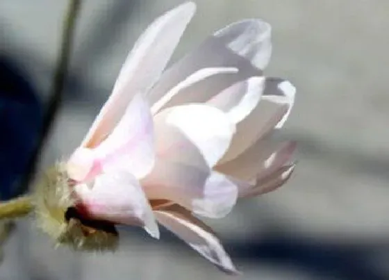 花卉百科|上海的市花是什么花