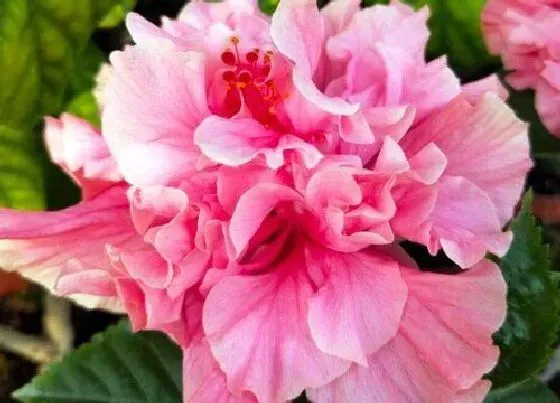 植物修剪|扶桑花秋天可以剪枝吗，扶桑什么时候修剪怎样修剪）