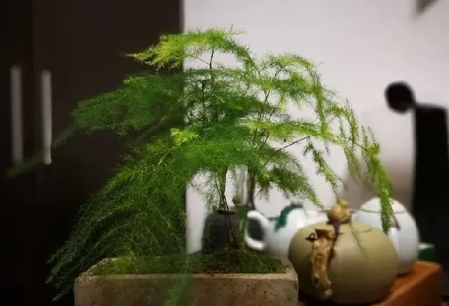 植物修剪|盆栽文竹怎么做造型好看图片，如何修剪文竹的造型）