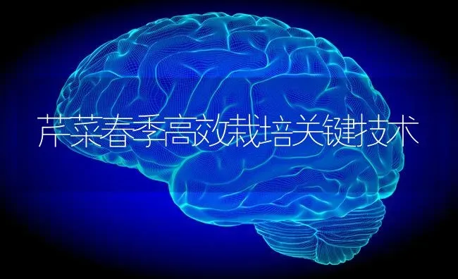 芹菜春季高效栽培关键技术 | 蔬菜种植