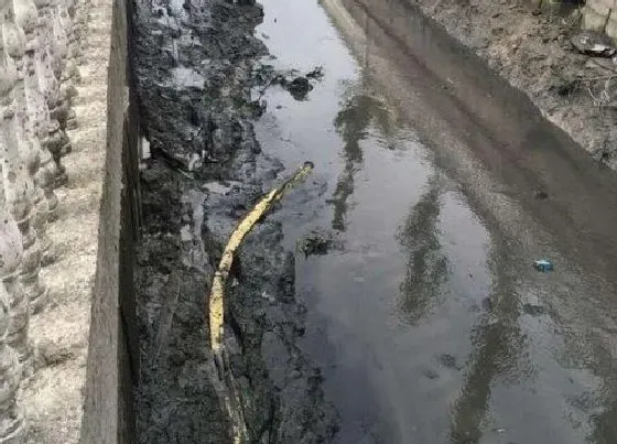 植物施肥|河底的淤泥可以做肥料吗