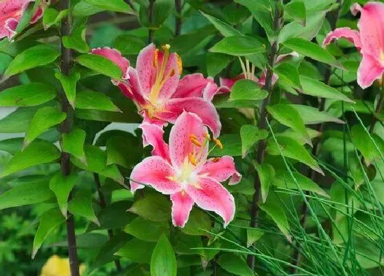 花期|香水百合花期多长时间